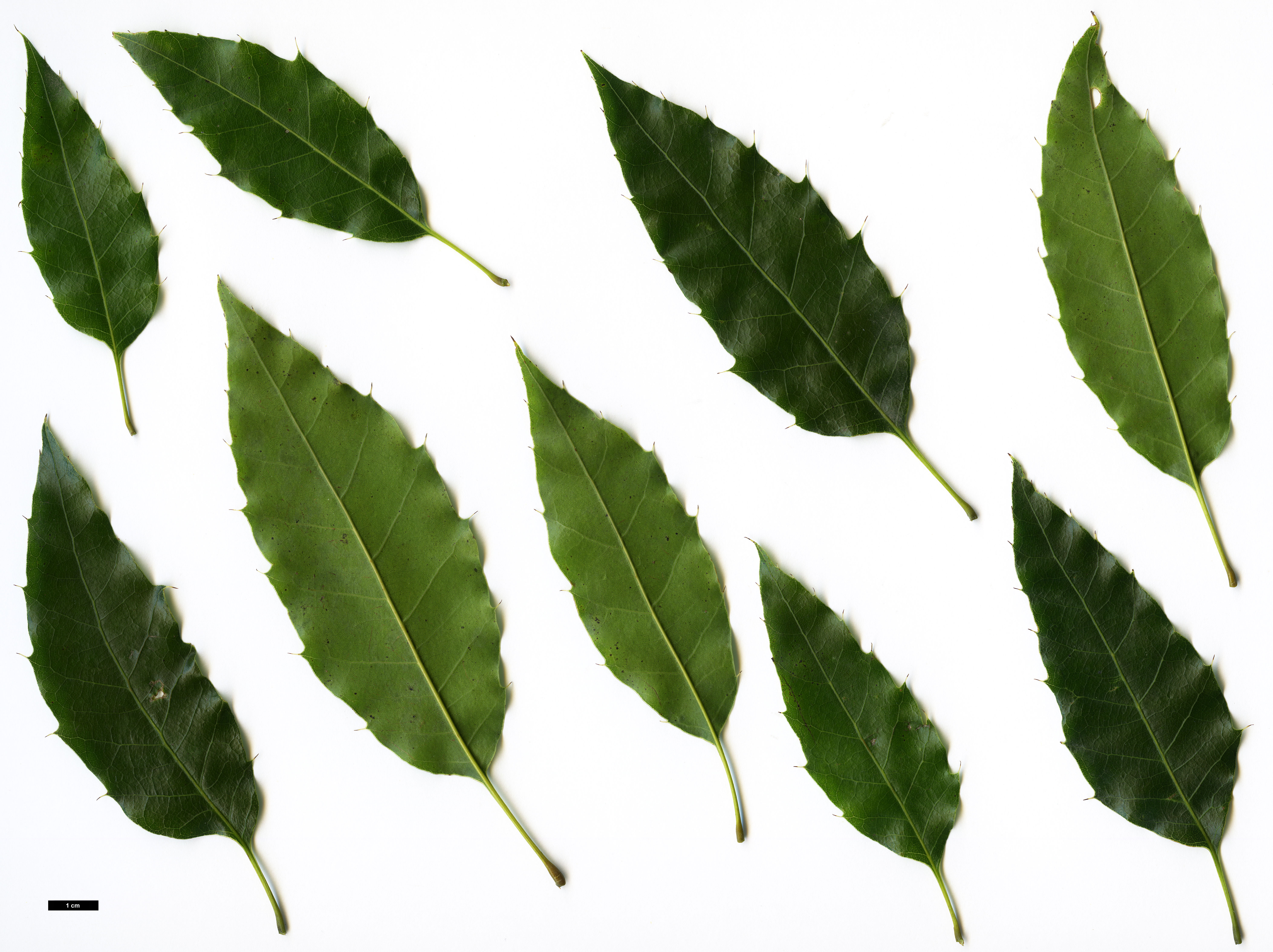 High resolution image: Family: Fagaceae - Genus: Quercus - Taxon: brenesii